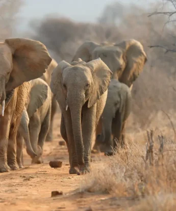 Sabi Sands