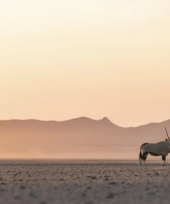 Buck, Little Kulala, Sossusvlei, Namibia