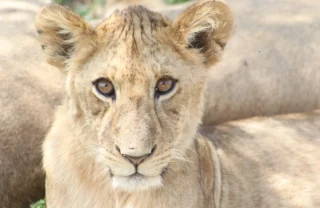 lion stare tarangire tanzani yellow zebra safaris