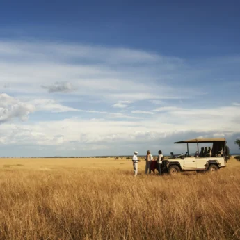 east africa tanzania game drive yellow zebra safaris