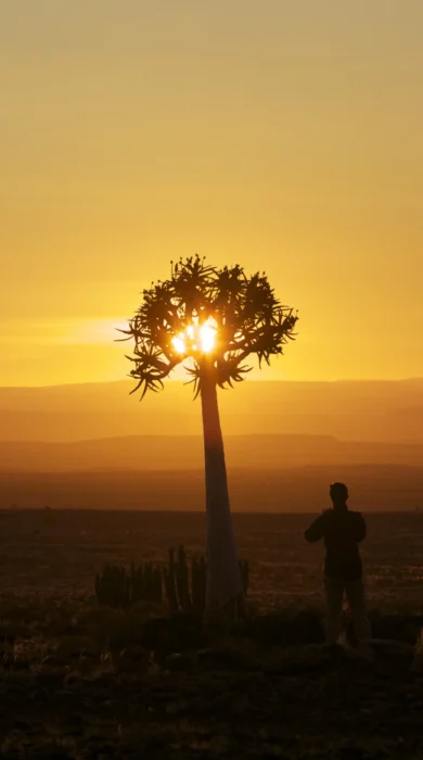 Quiver Tree 2