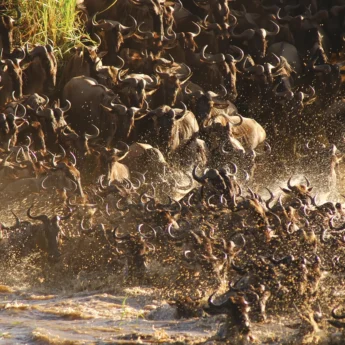 River crossing of the wildebeest migration, Tanzania
