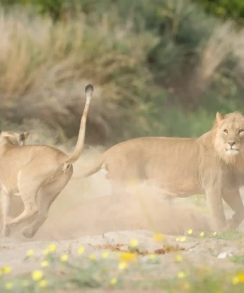 Hoanib Valley Lions