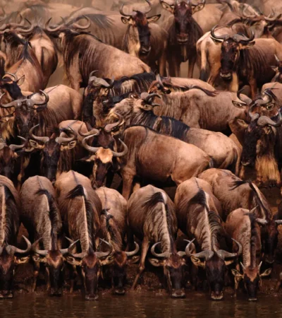 Serengeti National Park 2.1