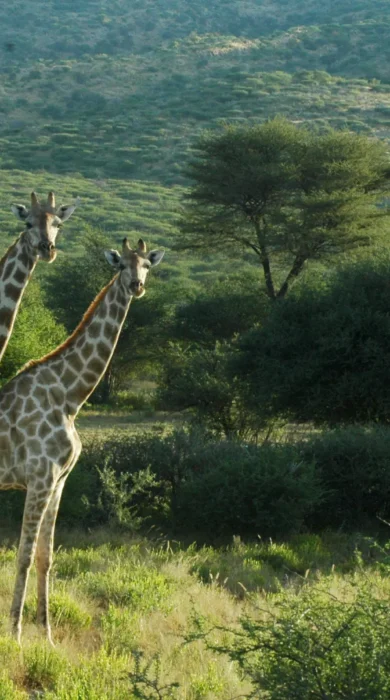 Giraffes on game drive
