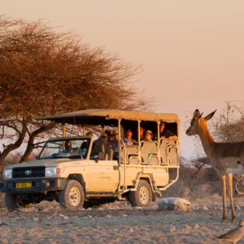 Safari game drive, Onguma Camp Kala, Namibia