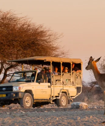 Safari game drive, Onguma Camp Kala, Namibia