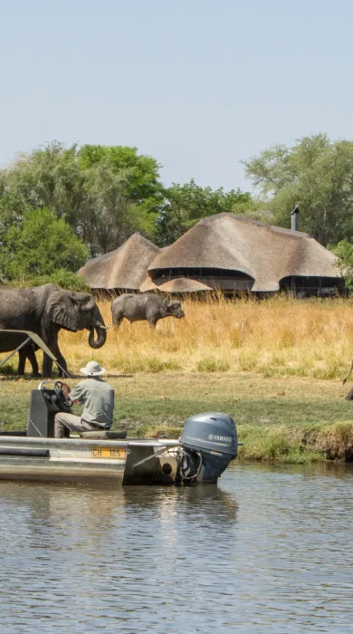 Elephants, Chobe Savanna Lodge, Caprivi Strip, Namibia