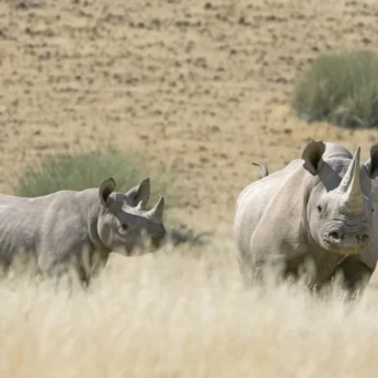 rhino areas and experiences, namibia safaris, africa