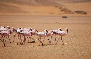 flamingo flock, swakopmund and walvis bay, namibia safaris