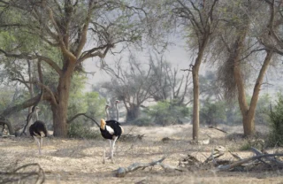 ostrich, damaraland wildlife, namibia safari holidays