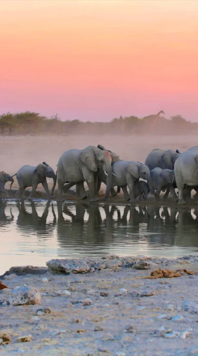 elephants, etosha national park sunset, namibia safaris