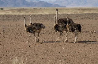 ostrich, the skeleton coast wildlife, namibia safaris