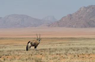 antelope in kunene river, namibia safari holidays