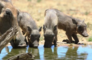 warthogs, central namibia wildlife, africa safaris