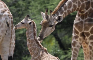 giraffe safaris, central namibia wildlife holidays