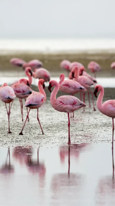flamingos in swakopmund and walvis bay, namibia safaris