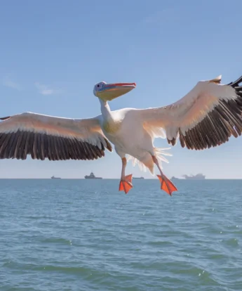 pelican, swakopmund and walvis bay, namibia safaris