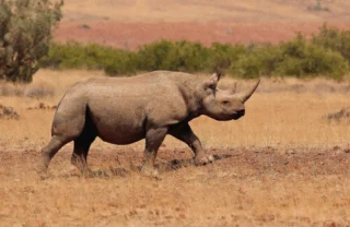 Rhino on foot in open plains, Namibia - Yellow Zebra Safaris