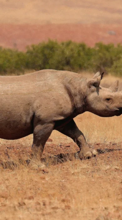 Rhino on foot in open plains, Namibia - Yellow Zebra Safaris