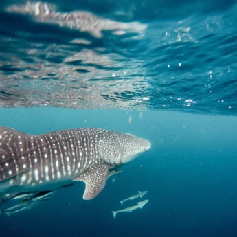 swimming with whale shark africa yellow zebra safaris