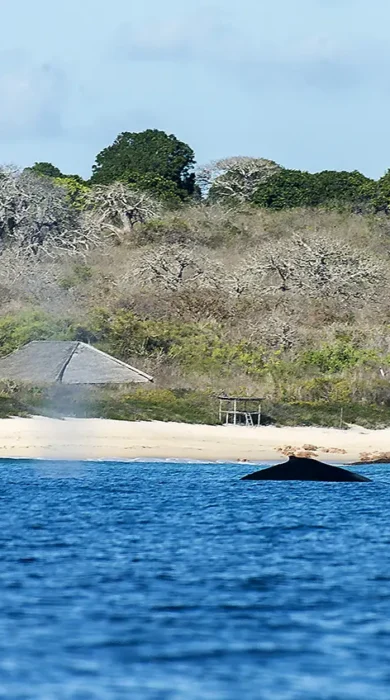 Nuno Nobrega whales 2