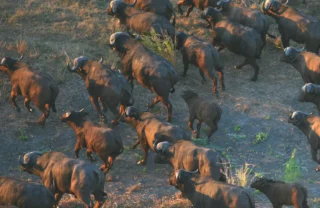 buffalo, wildlife in gorongosa, mozambique safari holidays