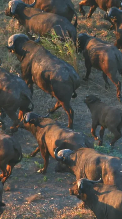 buffalo, wildlife in gorongosa, mozambique safari holidays