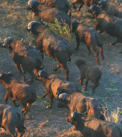 buffalo, wildlife in gorongosa, mozambique safari holidays