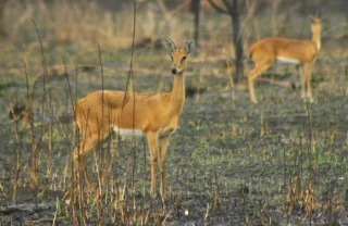 oribis antelope, gorongosa wildlife safaris, mozambique holidays