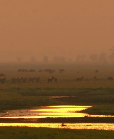 floodplains, gorongosa safaris, mozambique holidays