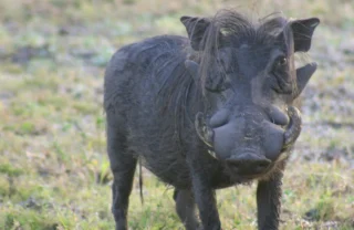 warthog, gorongosa wildlife safaris, mozambique holidays