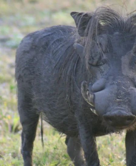 warthog, gorongosa wildlife safaris, mozambique holidays
