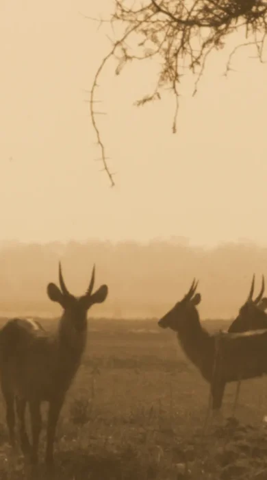 waterbuck, gorongosa wildlife safaris, mozambique holidays