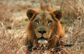 lion, gorongosa wildlife safaris, mozambique holidays