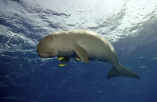 dugong sealife, bazaruto beach, mozambique safari holidays