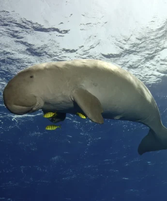 dugong sealife, bazaruto beach, mozambique safari holidays