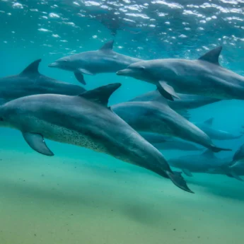 group of dolphins, areas and experiences in mauritius