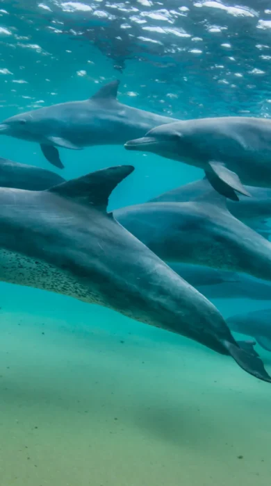 group of dolphins, areas and experiences in mauritius