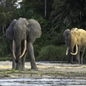 elephants, republic of the congo safaris, africa holidays