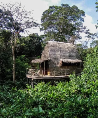forest room