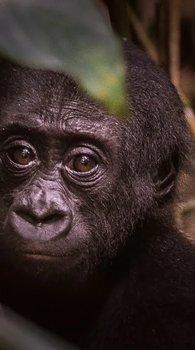 Gorilla min