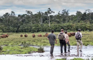 walking safaris, odzala kokoua national park, republic of the congo