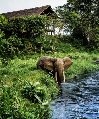 river, odzala kokoua national park, republic of the congo safaris