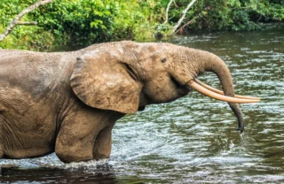 elephant, odzala kokoua national park, republic of the congo safaris