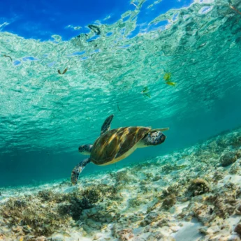 turtle, diving snorkelling undersea walk, mauritius