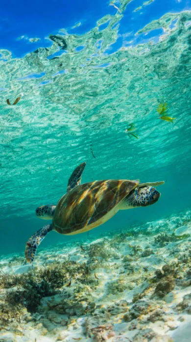 turtle, diving snorkelling undersea walk, mauritius