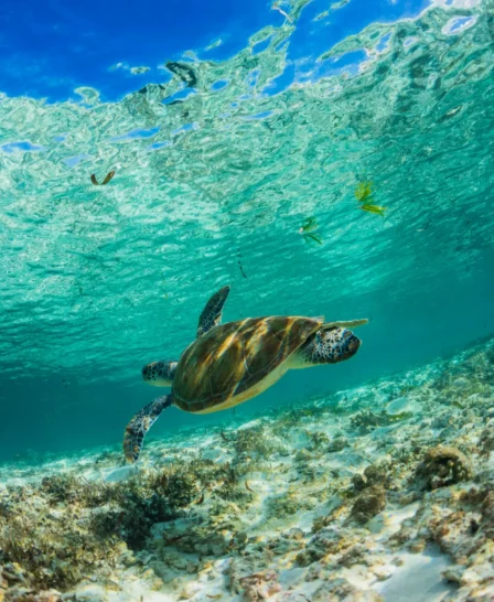 turtle, diving snorkelling undersea walk, mauritius