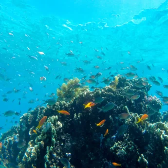 sea life, diving snorkelling undersea walk, mauritius
