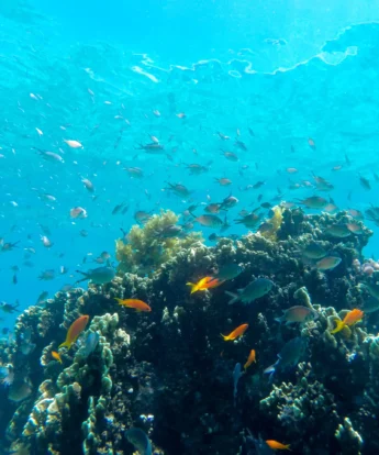 sea life, diving snorkelling undersea walk, mauritius